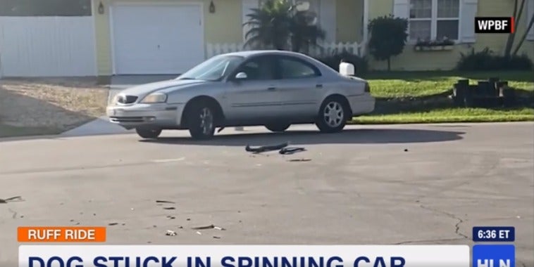 Dog Puts Car Into Reverse & Drives It In Circles For One Hour, Locks Owner Out of Car - WORLD OF BUZZ 2