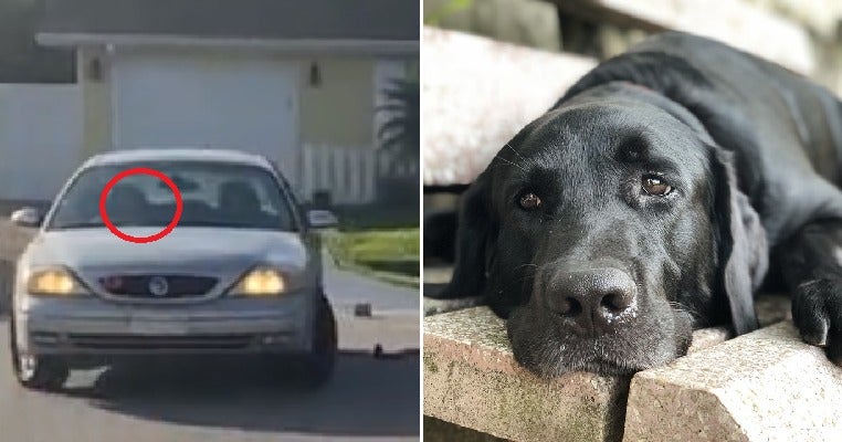 Dog Puts Car Into Reverse &Amp; Drives It In Circles For One Hour, Locks Owner Out Of Car - World Of Buzz 3