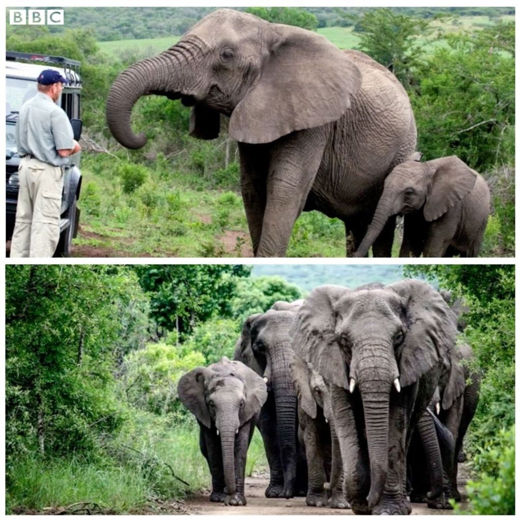Elephants Mourning - World Of Buzz