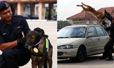 12Yo Doggo Gets Medal From Pdrm After He Helped Solve A Murder Case - World Of Buzz