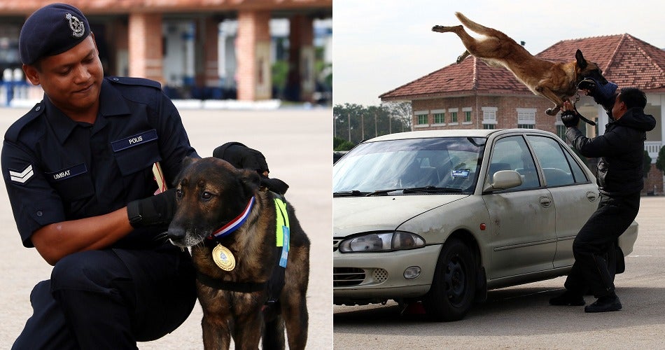12Yo Doggo Gets Medal From Pdrm After He Helped Solve A Murder Case - World Of Buzz
