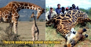 giraffes extinction