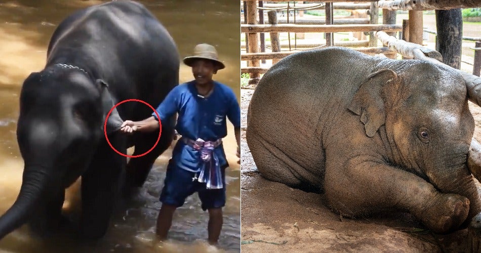 Trainers Mercilessly Pull Elephants' Ear To Make It Perform & Forces Pregnant Ones To Work - WORLD OF BUZZ