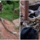 Firemen Captured 80 Kg Python In Perak After It Swallowed Goat And Cat - World Of Buzz