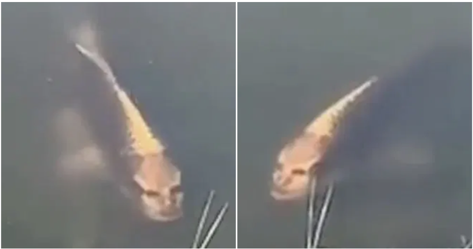 Fish Spotted With &Quot;A Human Face&Quot; Swimming In A Pond In China - World Of Buzz 1