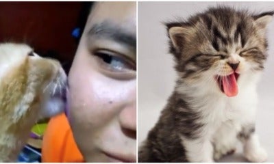 Girl Gets Pet Cat To Lick Her Face - World Of Buzz