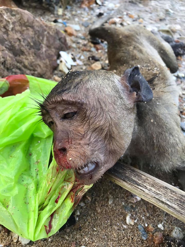 Heartbreaking Photos Show Dead Monkey Inside Plastic Bag After it Drowned & Bled from Nose - WORLD OF BUZZ 1