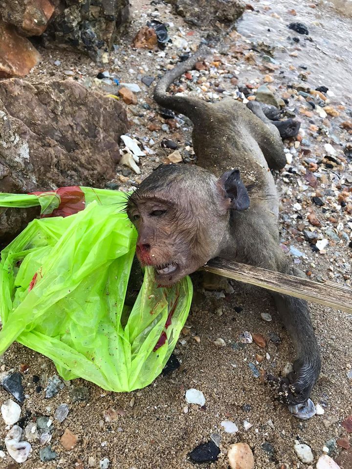 Heartbreaking Photos Show Dead Monkey Inside Plastic Bag After it Drowned & Bled from Nose - WORLD OF BUZZ