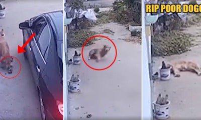 Heartbreaking Video Shows Doggo Convulsing &Amp; Struggling To Stand After Being Poisoned By Stranger - World Of Buzz