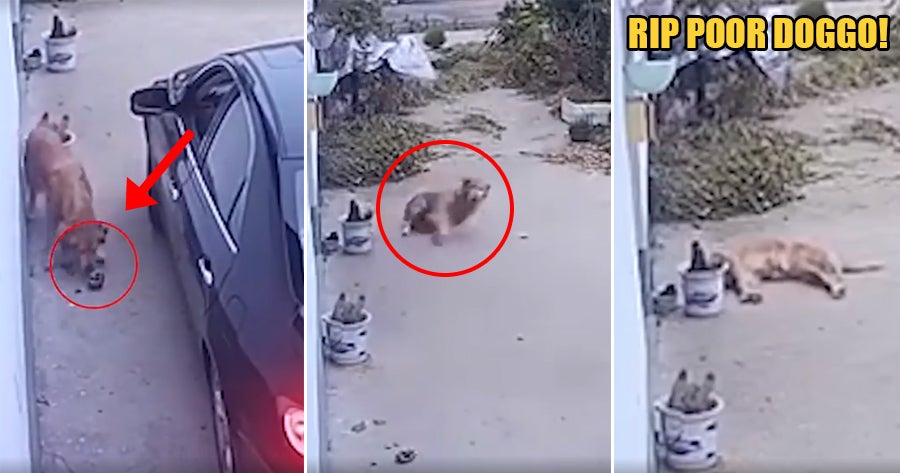 Heartbreaking Video Shows Doggo Convulsing & Struggling to Stand After Being Poisoned by Stranger - WORLD OF BUZZ