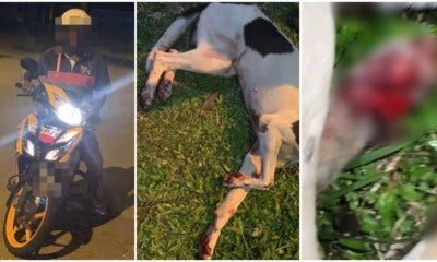 Heartless Perak Man Ties Doggos Limbs To His Motorbike &Amp; Drags Her Until Her Paws Bleed - World Of Buzz 4