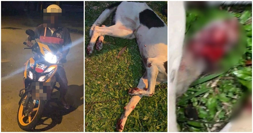 Heartless Perak Man Ties Doggos Limbs To His Motorbike &Amp; Drags Her Until Her Paws Bleed - World Of Buzz 4
