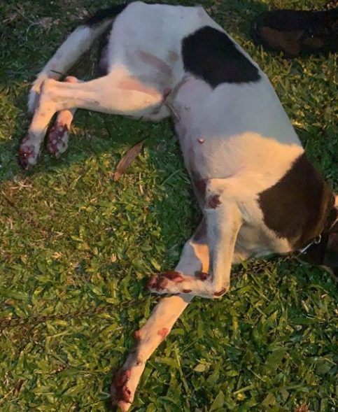 Heartless Perak Man Ties Doggos Limbs To His Motorbike & Drags Her Until Her Paws BLEED - WORLD OF BUZZ
