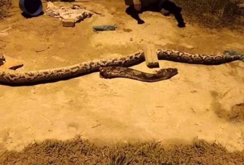 Heroic Kedah OKU Teen Rescues Mother By Wrestling 50KG Python Which Attacked Her - WORLD OF BUZZ 3