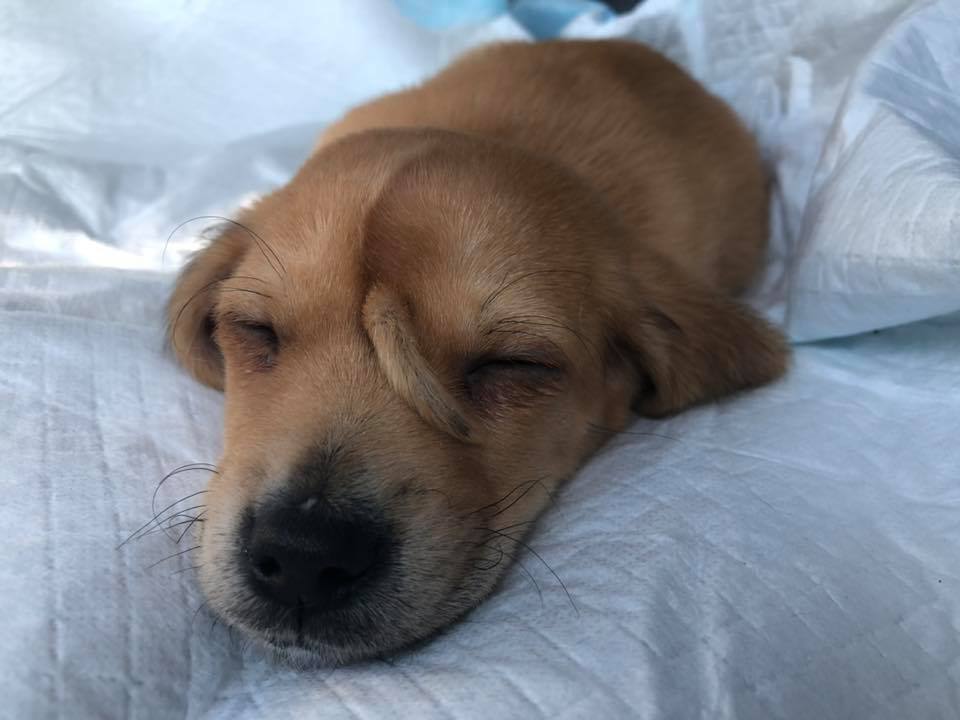 Injured 'Unicorn' Pupper With A Smol Little Tail On It's Forehead Was Found By Rescuers - WORLD OF BUZZ 3