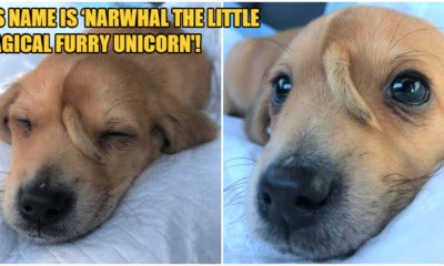 Injured 'Unicorn' Pupper With A Smol Little Tail On It'S Forehead Was Found By Rescuers - World Of Buzz