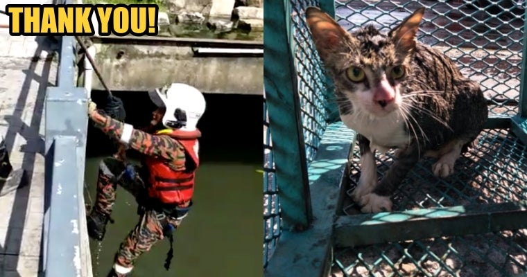 Johor Firemen Spent An Hour To Rescue A Cat That Fell Into A 6-Metre Drain - World Of Buzz 3