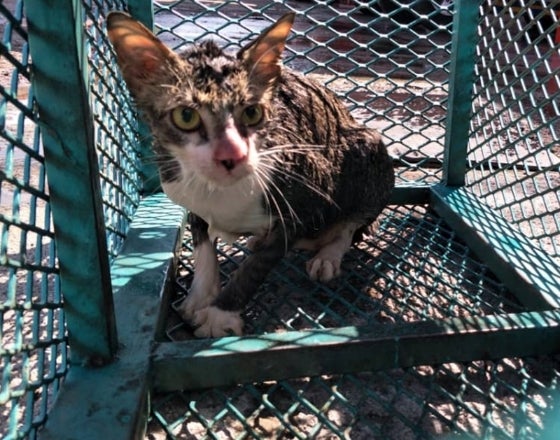 Johor Firemen Spent an Hour to Rescue a Cat That Fell Into a 6-Metre Drain - WORLD OF BUZZ