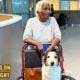 Kind Airline Staff Allowed A Service Dog To Travel With Its Elderly Owner From Kl To Boston - World Of Buzz