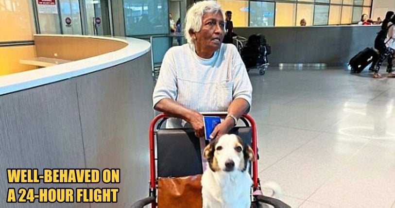 Kind Airline Staff Allowed A Service Dog To Travel With Its Elderly Owner From Kl To Boston - World Of Buzz