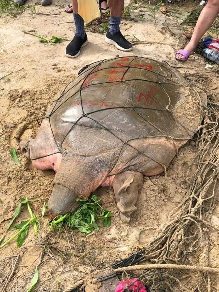 Kind Uncle & Auntie Sprays Red Paint On Endangered Turtle Before Releasing It, Here's Why - WORLD OF BUZZ 1
