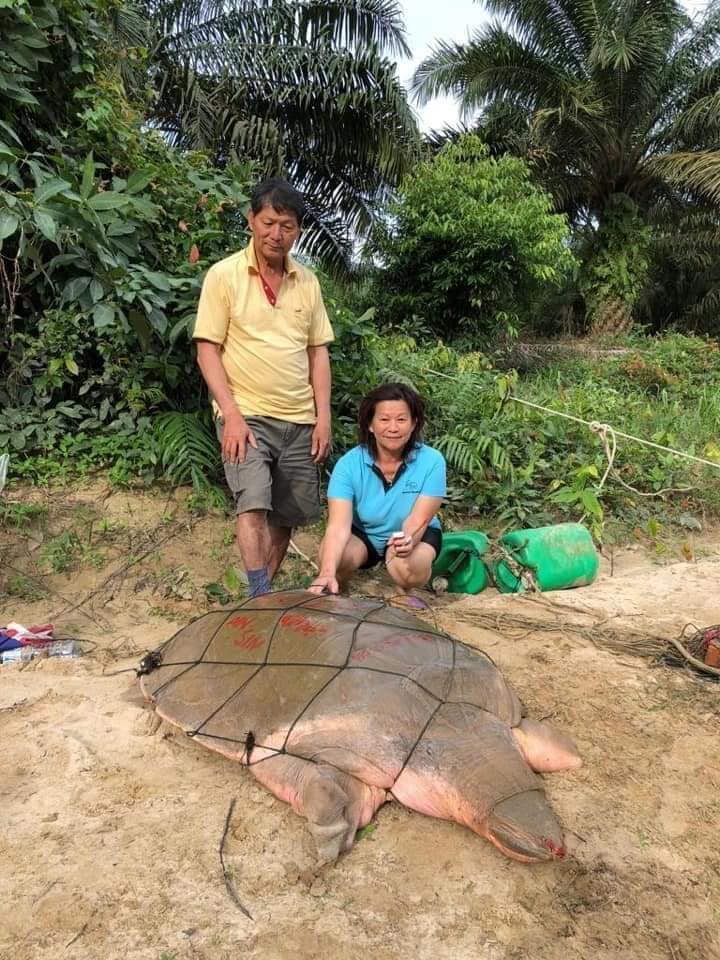 Kind Uncle &Amp; Auntie Sprays Red Paint On Endangered Turtle Before Releasing It, Here's Why - World Of Buzz 3