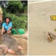 Kind Uncle &Amp; Auntie Sprays Red Paint On Endangered Turtle Before Releasing It, Here'S Why - World Of Buzz