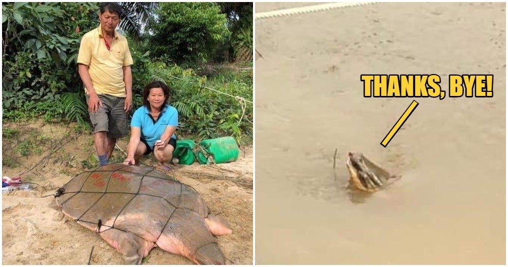 Kind Uncle &Amp; Auntie Sprays Red Paint On Endangered Turtle Before Releasing It, Here's Why - World Of Buzz