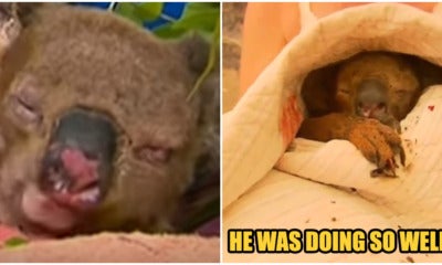 Koala Bear That Was Rescued From Bushfire Dies After Suffering From Extreme Injuries - World Of Buzz
