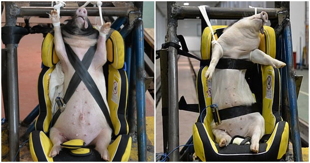 Live Pigs Are Dying From Being Used As Crash Test Dummies For A Car Company - WORLD OF BUZZ