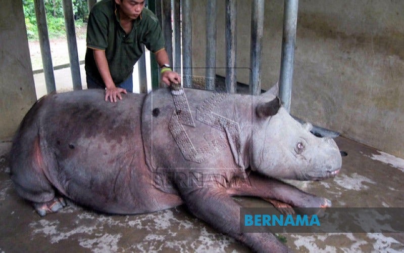 Malaysia's Last Sumatran Rhinoceros Passed Away Due to Cancer - WORLD OF BUZZ 1