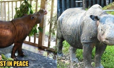 Malaysia'S Last Sumatran Rhinoceros Passed Away Due To Cancer - World Of Buzz 2