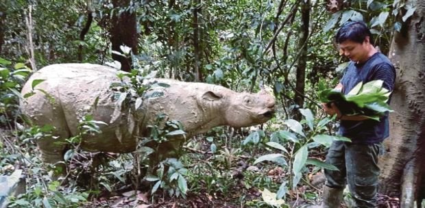Malaysia's Last Sumatran Rhinoceros Passed Away Due to Cancer - WORLD OF BUZZ 4