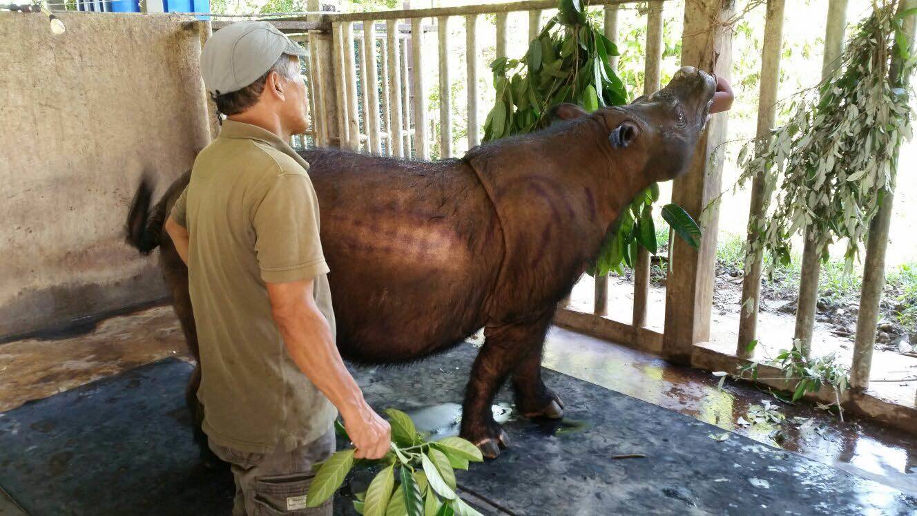 Malaysia's Last Sumatran Rhinoceros Passed Away Due to Cancer - WORLD OF BUZZ