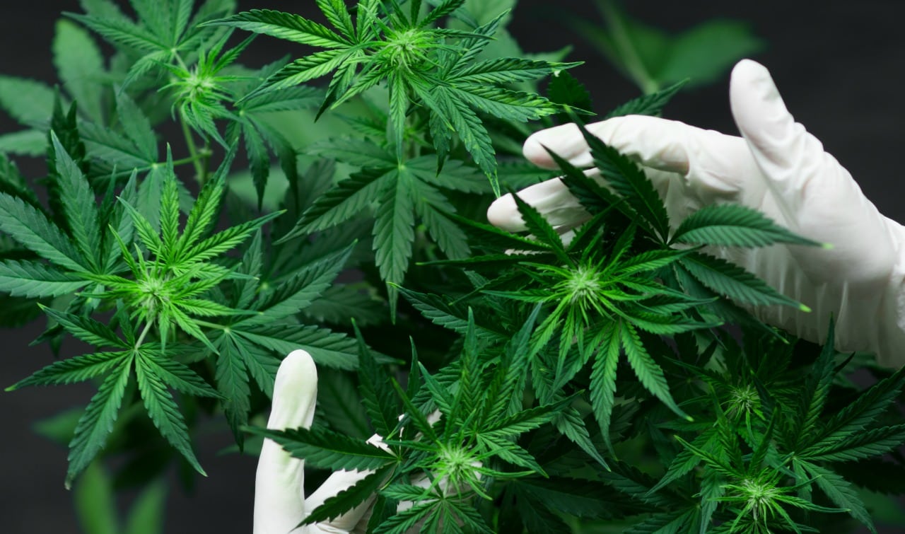 Moh Says They Will Allow You To Grow Cannabis Plants For Research Purposes Only - World Of Buzz 2