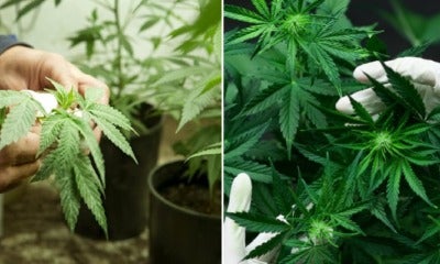 Moh Says They Will Allow You To Grow Cannabis Plants For Research Purposes Only - World Of Buzz 3