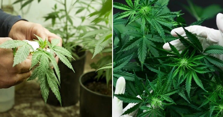 Moh Says They Will Allow You To Grow Cannabis Plants For Research Purposes Only - World Of Buzz 3