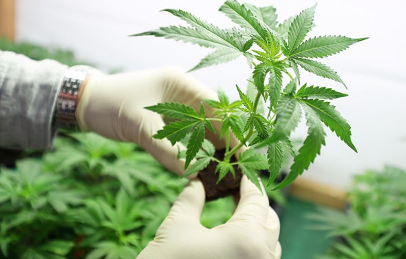 Moh Says They Will Allow You To Grow Cannabis Plants For Research Purposes Only - World Of Buzz