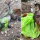 Heartbreaking Photos Show Monkey B - World Of Buzz