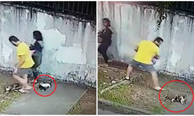 M'Sian Man Dumps Kittens By Roadside, Attempts To Smack Adult Cat With Crate - World Of Buzz
