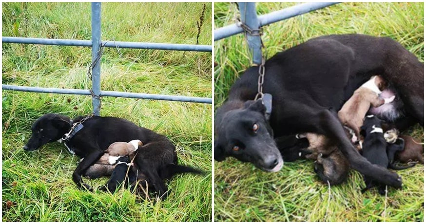 mummy dog gets chained tightly to fence with 6 newborn puppies left to starve world of buzz 1