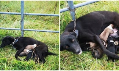Mummy Dog Gets Chained Tightly To Fence With 6 Newborn Puppies &Amp; Left To Starve - World Of Buzz