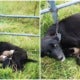 Mummy Dog Gets Chained Tightly To Fence With 6 Newborn Puppies &Amp; Left To Starve - World Of Buzz