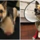 Old German Shepard Ate Its Own Leg To Survive After Being Chained Outside To Starve - World Of Buzz
