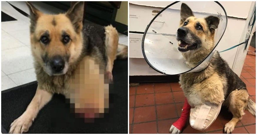 Old German Shepard Ate Its Own Leg To Survive After Being Chained Outside To Starve - World Of Buzz