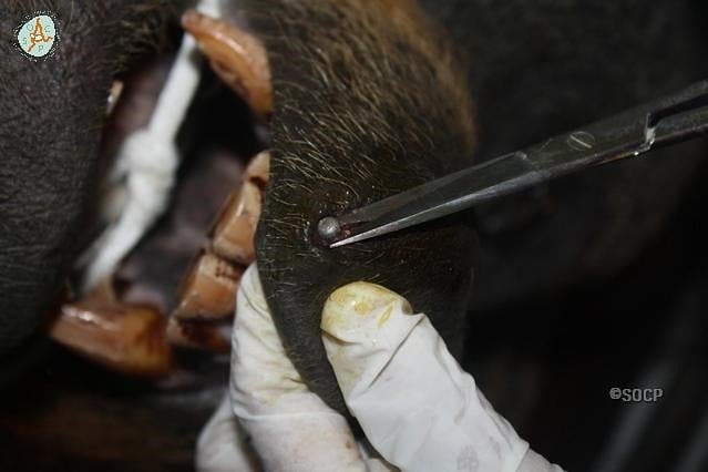 Orangutan Is Now Blind After Cruel Poachers Shot Him 24 Times With Air Rifle - WORLD OF BUZZ 3