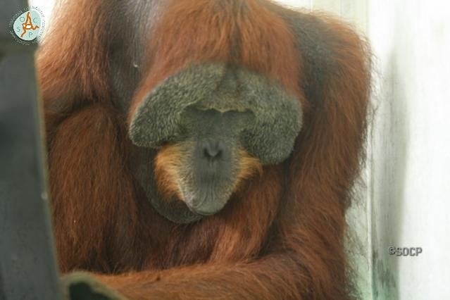 Orangutan Is Now Blind After Cruel Poachers Shot Him 24 Times With Air Rifle - WORLD OF BUZZ 5