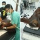 Orangutan Is Now Blind After Cruel Poachers Shot Him 24 Times With Air Rifle - World Of Buzz 6