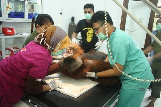 Orangutan Is Now Blind After Cruel Poachers Shot Him 24 Times With Air Rifle - WORLD OF BUZZ