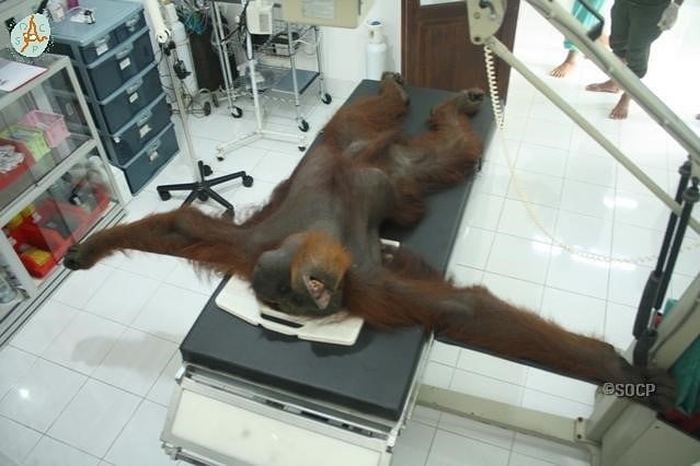 Orangutan Is Now Blind After Poachers Shot Him 24 Times With Air Rifle - WORLD OF BUZZ